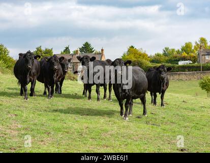 Aberdeen Angus Beef Cattle, Yorkshire, Vereinigtes Königreich Stockfoto