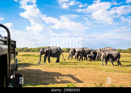 Safari mit Elefanten. Sri Lanka, Nationalpark. Geländewagen-Tourismus. Wildtierfahrt und Wildtiertour für Touristen. Tierbeobachtung vom Auto aus. Stockfoto