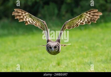 Verreaux's Eulen fliegen, Muncaster Castle, Ravenglass, Cumbria, Großbritannien Stockfoto