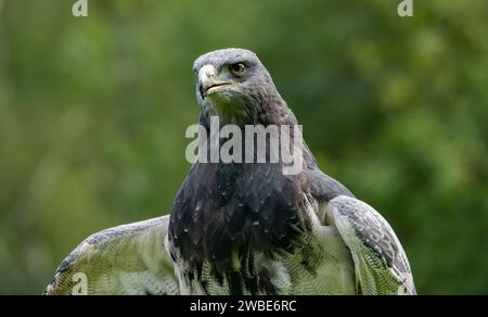 Chilenischer Blauer Bussard Eagle, Muncaster Castle, Ravenglass, Cumbria, Großbritannien Stockfoto