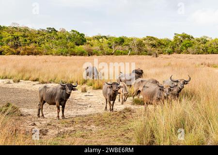 Wasserbüffelherde in Asien. Tiere mit Hörnern, Gras und Natur. Natürlicher Lebensraum. Wilpattu Nationalpark in Sri Lanka. Wildtiersafari und Tourismus. Stockfoto