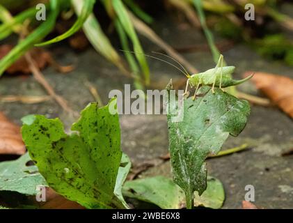 Oak Bush-Cricket in einem Garten, Preston, Lancashire, Großbritannien. Das Oak Bush Cricket ist ein Bewohner von alten Wäldern, Hecken, Parks und Gärten Stockfoto