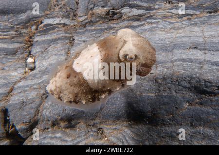 Jungfische (Sepia officinalis) Stockfoto