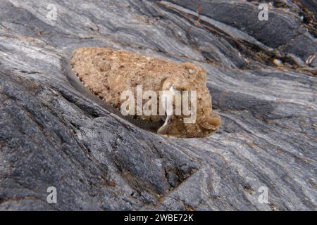 Jungfische (Sepia officinalis) Stockfoto