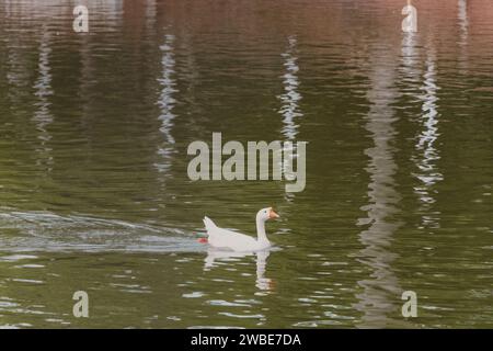 Weiße Ente schwimmt allein im See Stockfoto