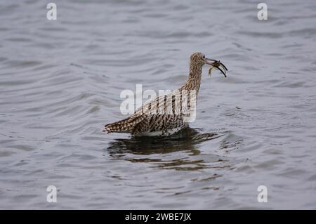 Eurasischer Brachvogel Numenius arquata, waten den Bauch tief im Küstenbecken mit frisch gefangener Krabbe, September. Stockfoto