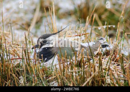 Der nördliche Sturz Vanellus Vanellus, der nach dem Schneefall in einem Nest sitzt, Teesdale, April. Stockfoto