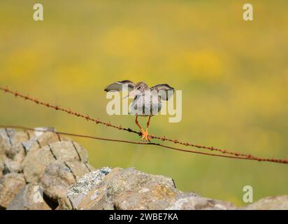 Tringa totanus, der auf rostigem Stacheldraht über einer Trockenmauer thront, mit einer unscharfen Butterblumenwiese als Hintergrund, Teesdale, County Stockfoto