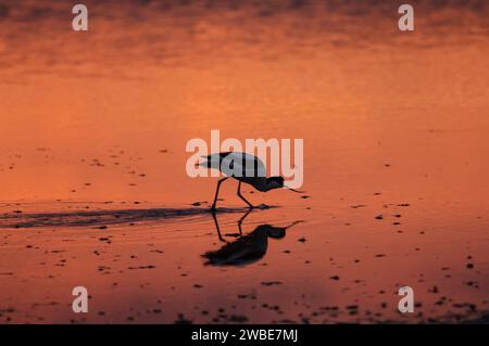 Pied avocet Recurvirostra avosetta, Fütterung im flachen Pool bei Sonnenuntergang, Norfolk, Juni. Stockfoto