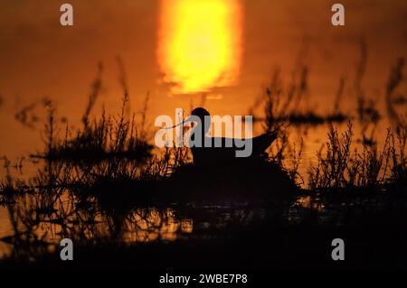 Pied avocet Recurvirostra avosetta, sitzend auf Nest in Ufervegetation bei Sonnenuntergang, Norfolk, Juni. Stockfoto