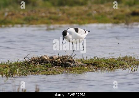 rattenavocet Recurvirostra avosetta, im Nest mit Eiern, die mit Vegetation und kleinen Stäbchen aufgebaut wurden, um zu verhindern, dass es nach schweren rai überschwemmt wird Stockfoto