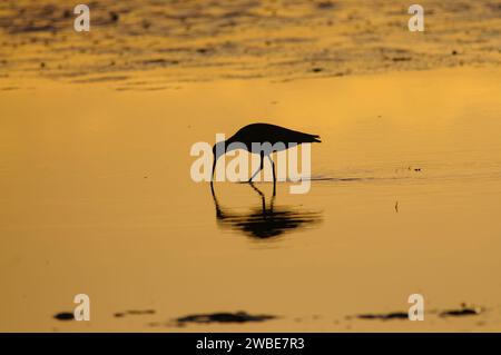 Eurasischer Brachvogel Numenius arquata, ernährt sich von Wattenmeer bei Sonnenuntergang im November. Stockfoto