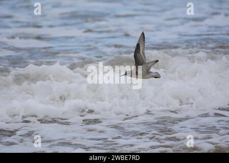 Roter Knoten Calidris canutus, im Winter fliegt das Gefieder tief über dem Meer bei eintretender Flut. September. Stockfoto