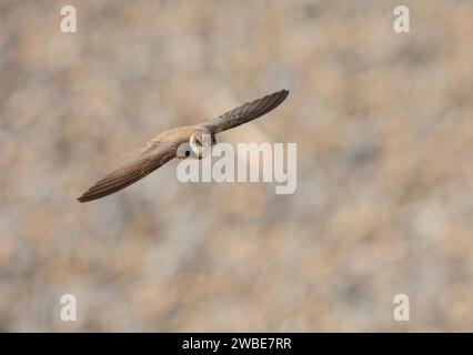 Sand martin Riparia Riparia, im Flug, Juli. Stockfoto