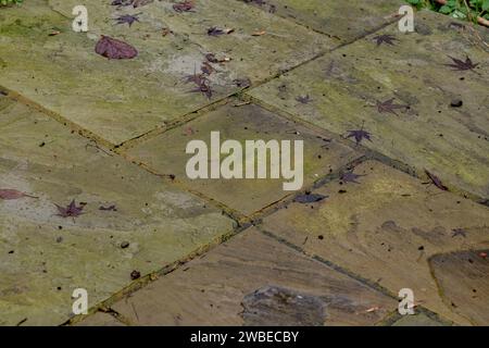 Terrassenplatten, bedeckt mit grünen Algen und Flechten. Stockfoto