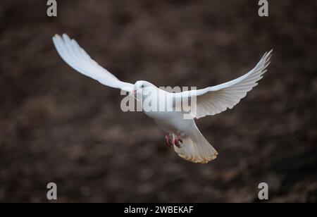 Weiße Taube im Flug. Steintaube oder gewöhnliche Taube oder Wildtaube ohne andere Vögel im Rahmen. Weiße Taube (Columba Livia) in Kelsey Park, Beckenha Stockfoto