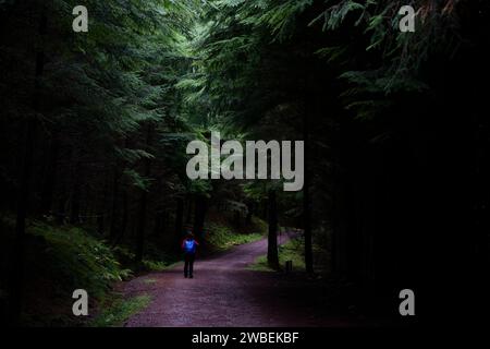 Moody, magische Atmosphäre: Kleiner Wanderer in dunklen, massiven, immer grünen Nadelbäumen Stockfoto