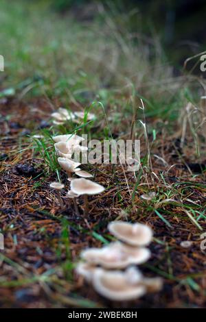 Wild wachsende Pilze im Wald Stockfoto