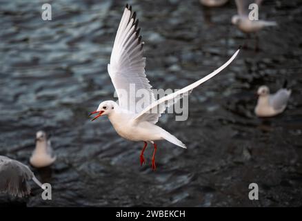 Schwarzkopfmöwe im Wintergefieder. Möwe im Flug mit dem See dahinter. Schwarzmöwe (Chroicocephalus ridibundus), Vereinigtes Königreich. Stockfoto