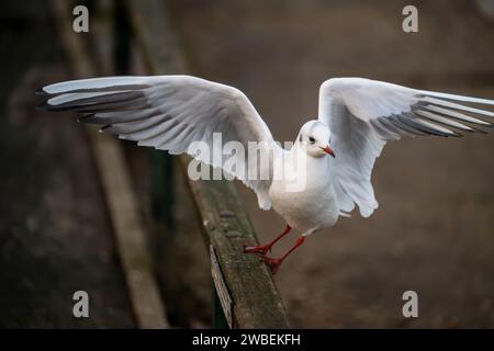 Schwarzkopfmöwe im Wintergefieder. Gull startet in den Flug, ohne dass andere Vögel im Rahmen sind. Schwarzmöwe (Chroicocephalus ridibundus), Vereinigtes Königreich. Stockfoto