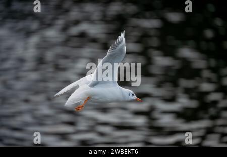 Schwarzkopfmöwe im Wintergefieder. Möwe im Flug über einen See ohne andere Vögel im Rahmen. Schwarzmöwe (Chroicocephalus ridibundus), Vereinigtes Königreich. Stockfoto