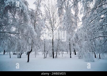 Winterlandschaft mit Bäumen bedeckt mit Raureif und Schnee im Park Stockfoto