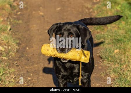 Ein schwarzer labrador-Retriever mit einer gelben Schützenpuppe. Dieses Hundespielzeug wird für das Auffinden von Schulungen verwendet. Stockfoto