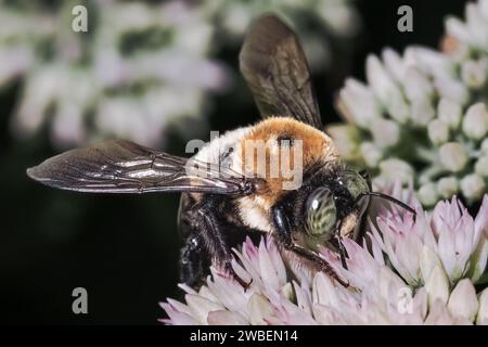 Eine große, grünäugige männliche Eastern Carpenter Bee (Xylocopa virginica), die sich von weißen Sedum-Blüten ernährt. Long Island, New York, USA Stockfoto