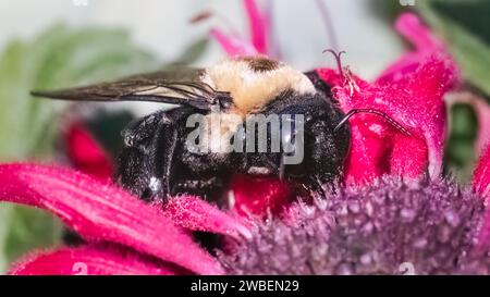 Seitenprofil einer weiblichen Biene (Xylocopa virginica), die sich an rosa Monarda Bee Balm-Blüten ernährt. Long Island, New York, USA Stockfoto