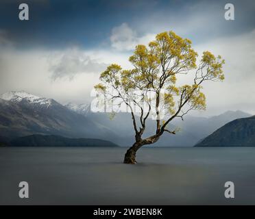 Dieser Wanaka-Baum. Lange Belichtung. Einsamer Baum mit bunten Blättern im See, vor einer Kulisse schneebedeckter Berge und weit entfernten Regenschauern Stockfoto