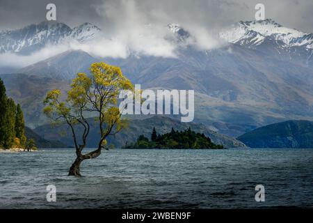 Dieser Wanaka-Baum. Einsamer Baum mit bunten Blättern im See, vor einer Kulisse aus kleineren Hügeln, schneebedeckten Bergen und entfernten Regenschauern Stockfoto