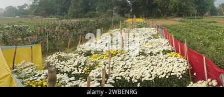 Panorama-Feld mit aufblühenden Chrysanthemen, Chandramalika, Chandramallika, Müttern, Chrysanthen, Gattung Chrysanthemum, Familie Asteraceae. Wintermorgen. Stockfoto