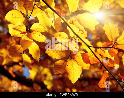 Leuchtend bunte Blätter an den Ästen im Herbstwald. Stockfoto