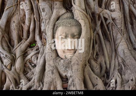 Ayutthaya Historical Park, Wat Mahathat buddhistischer Tempel (14. Jahrhundert, Weltkulturerbe). Buddha-Kopf zwischen heiligen Feigenstämmen (Ficus religiosa). Phra Stockfoto