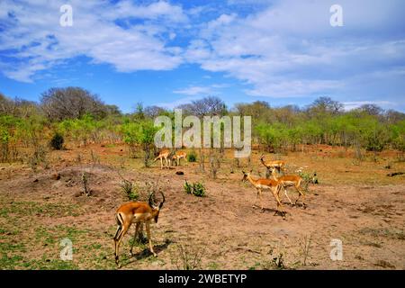 Botswana, North West District, Chobe National Park, Impala (Aepyceros melampus) Stockfoto