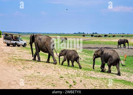 Botswana, North West District, Chobe National Park, wilde afrikanische Elefanten (Loxodonta africana), Touristen im Geländewagen Stockfoto