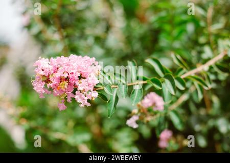 Wunderschöne rosafarbene Blumen von Lagerstroemia speciosa (Queen's Flower) auf einer Sommerstraße. Selektiver Fokus. Stockfoto