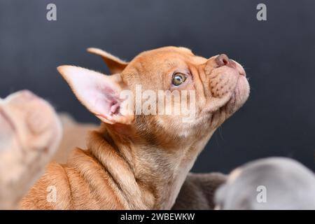 Mokka Sable französischer Bulldog Welpe mit gesunder langer Nase Stockfoto