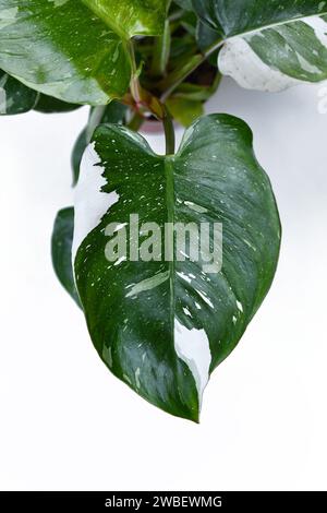 Blick von oben auf das Blatt der tropischen „Philodendron White Princess“ Zimmerpflanze mit weißer Vielfalt und Fleck Stockfoto