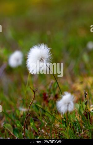 Eriophorum callitrix, auch bekannt als arktische Baumwolle, arktisches Baumwollgras, Suputi oder pualunnguat in Inuktitut, ist eine mehrjährige arktische Pflanze aus der Seggenfamilie Cyperaceae. Es ist eines der meisten Stockfoto