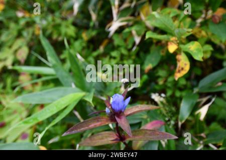 Eine leuchtend violette Blume blüht von einer üppigen grünen Pflanze in einem Garten im Freien Stockfoto