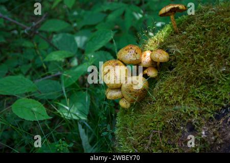 Eine Pilzgruppe, die auf einem alten Baumstamm in einer üppig grünen Graslandschaft wächst Stockfoto