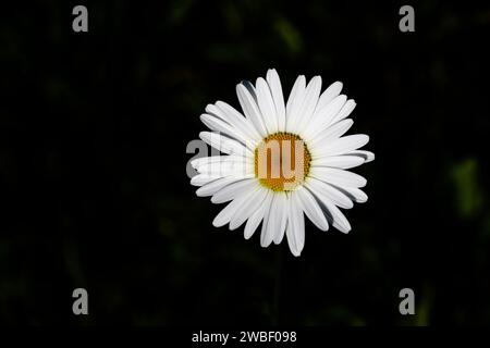 Nährstoffarme Wiesengänse nährstoffarme Wiesengänse (Chrysanthemum leucanthemum), Blüte vor schwarzem Hintergrund, Wilnsdorf, Norden Stockfoto