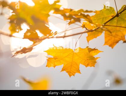 Gelbe, goldene Herbstblätter von Norwegenahorn (Acer platanoides) oder Norwegenahorn vor einem sonnendurchfluteten, verschwommenen, weichen Hintergrund, Bokeh, Sonnenlicht Stockfoto