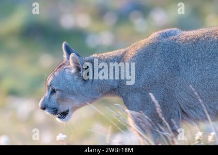 Cougar (Cougar concolor), Silberlöwe, Berglöwe, Puma, Panther, kleine Katze, Morgenlicht, Tierporträt, Nationalpark Torres del Paine Stockfoto