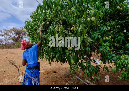 Simbabwe, Matabeleland North, Dorf in der Nähe von Hwange, Mangos pflücken mit Gugulethu Dube, 21 Jahre alt Stockfoto