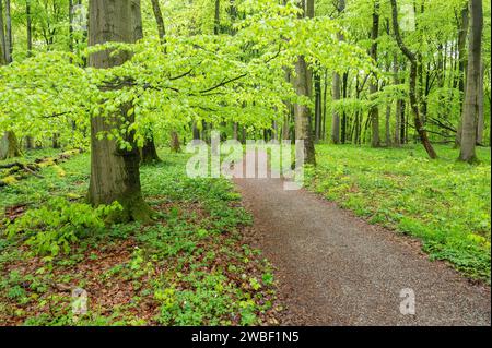 Pfad durch Kupferbuchenwald, Kupferbuche (Fagus sylvatica) im Frühjahr, Nationalpark Hainich, Thüringen, Deutschland Stockfoto