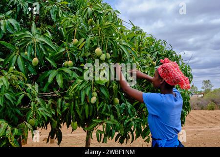 Simbabwe, Matabeleland North, Dorf in der Nähe von Hwange, Mangos pflücken mit Gugulethu Dube, 21 Jahre alt Stockfoto