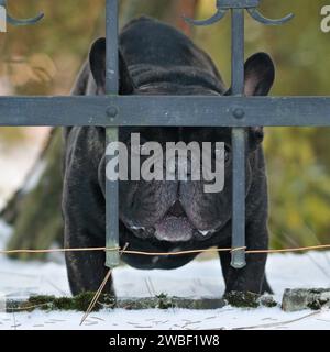 Porträt eines sehr traurigen Hundes hinter dem Zaun. Traurigkeit Tierausdruck, traurige Augen. Lustiges Tierfoto. Französische Bulldogge-Rasse. Ich will Freiheit. Stockfoto