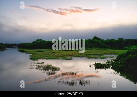 Morgennebel auf dem Amana River, einem Amazonas-Nebenfluss, Bundesstaat Amazonas, Brasilien Stockfoto